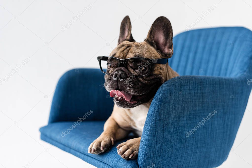 french bulldog in eyeglasses on chair 