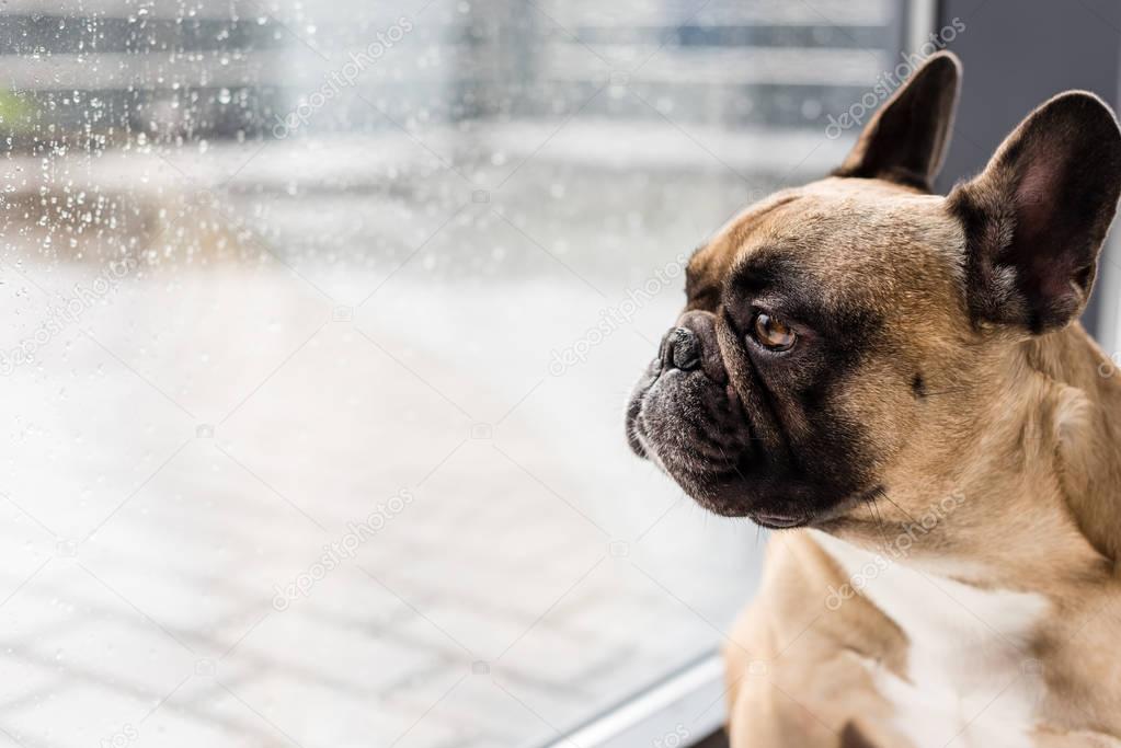 dog looking at window