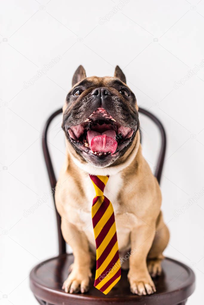 french bulldog in striped necktie