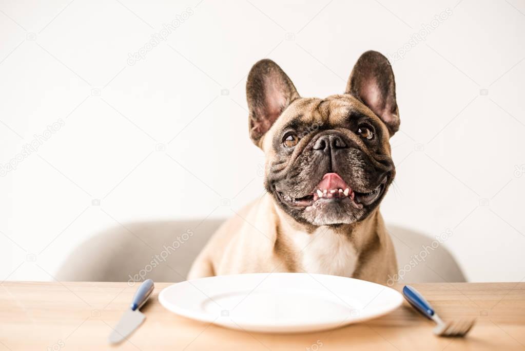 french bulldog with empty plate