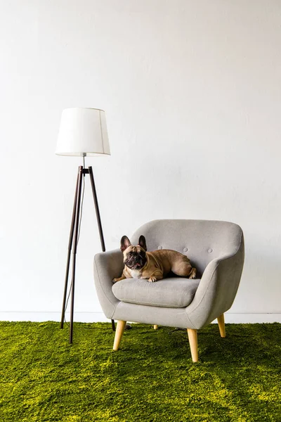 Dog lying on armchair in room — Stock Photo, Image