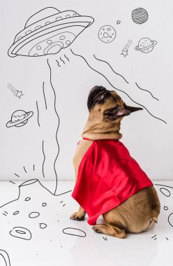 Köpek süper kahraman kostümü içinde