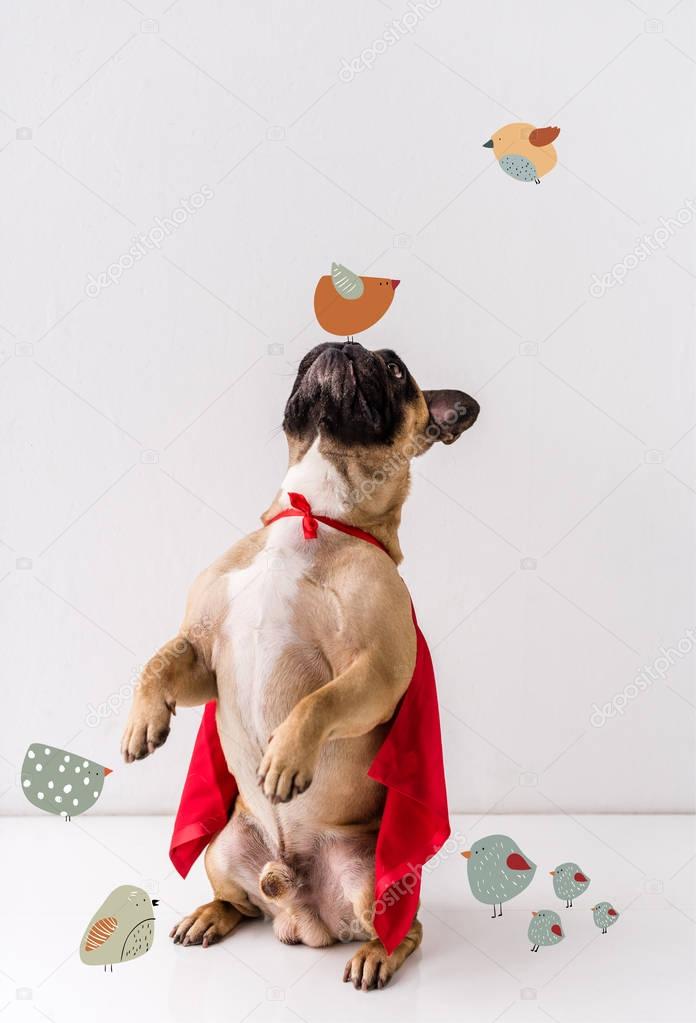 Hund in SuperheldenKostüm — Stockfoto © YBoychenko 172603830