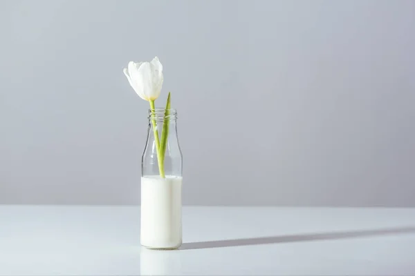 Närbild Vackra Vita Tulip Flower Flaska Med Mjölk Grå — Stockfoto