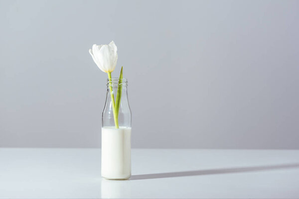 close-up view of beautiful white tulip flower in bottle with milk on grey 