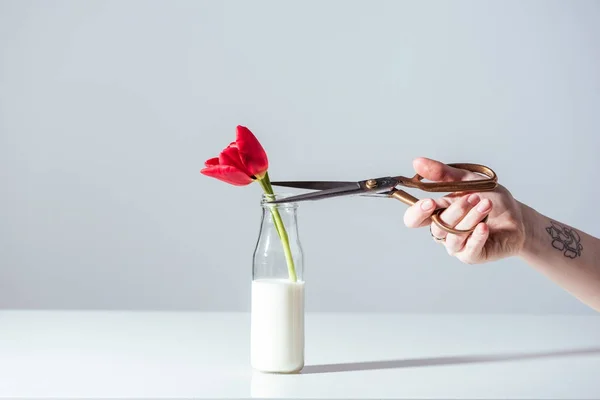 Abgeschnittene Hand Mit Der Schere Schneiden Rote Tulpenblume Flasche Mit — Stockfoto