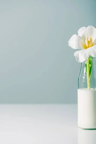 Nahaufnahme Der Schönen Weißen Tulpenblume Flasche Mit Milch Auf Grau — Stockfoto