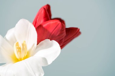 close-up view of beautiful white and red tulip flowers isolated on grey clipart