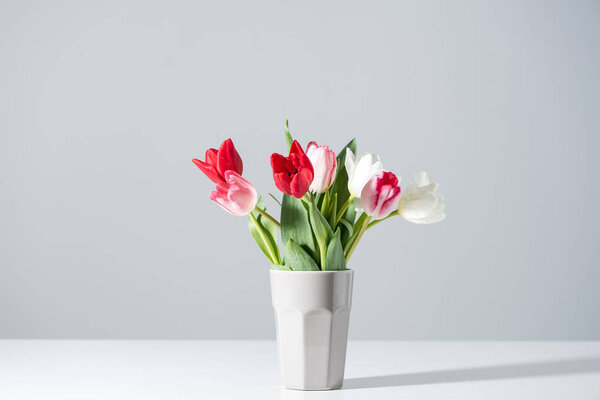 beautiful blooming white, pink and red tulips in vase on grey