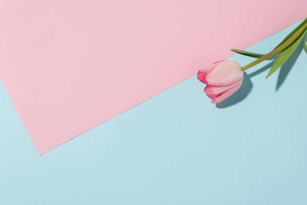 крупным планом вид красивого розового цветка тюльпана на цветном фоне

