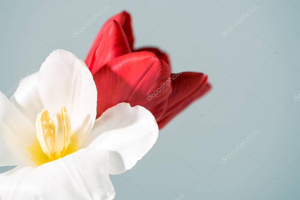 close-up view of beautiful white and red tulip flowers isolated on grey