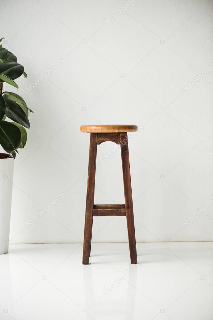 wooden chair and plant with green leaves on white