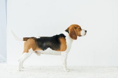 Köpek.