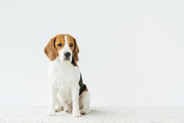 Köpek.