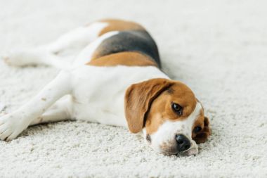 şirin beagle evde halı üzerinde yalan