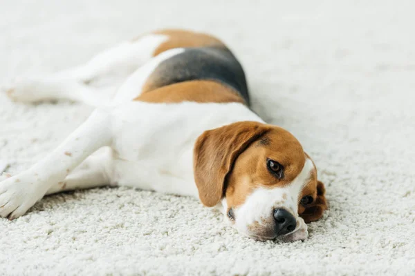 Ładny Pies Gończy Leżąc Dywanie Domu — Zdjęcie stockowe