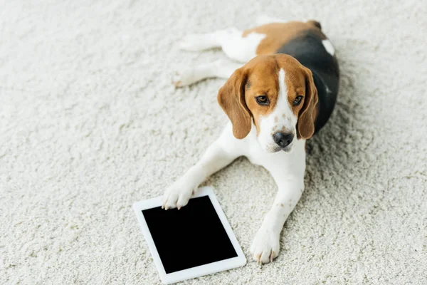 cute beagle lying on carpet with paw on tablet