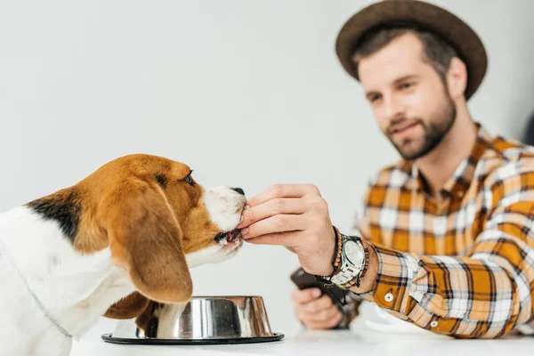 Hombre Alimentación Lindo Beagle Con Comida Para Perros — Foto de Stock