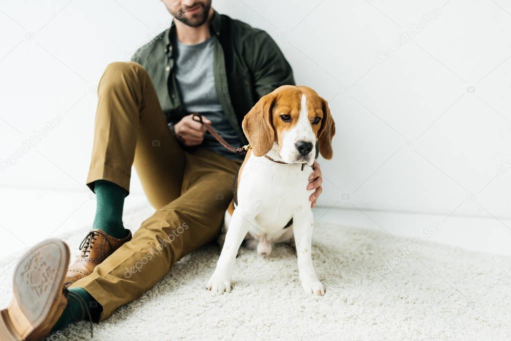 cropped image of man sitting with cute beagle on carpet on floor