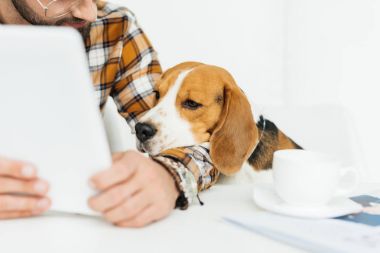 şirin Beagle tablet vasıl arıyorum Resim kırpılmış