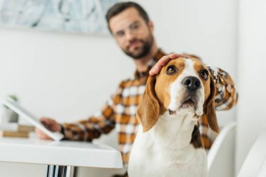tablet palming şirin beagle ile işadamı