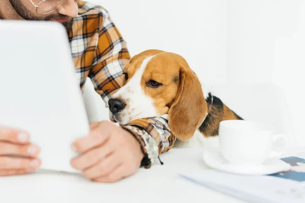 Περικομμένη Εικόνα Του Χαριτωμένο Beagle Ψάχνει Στο Tablet — Φωτογραφία Αρχείου