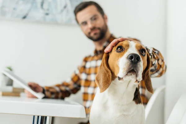 Empresário Com Tablet Palming Bonito Beagle — Fotografia de Stock