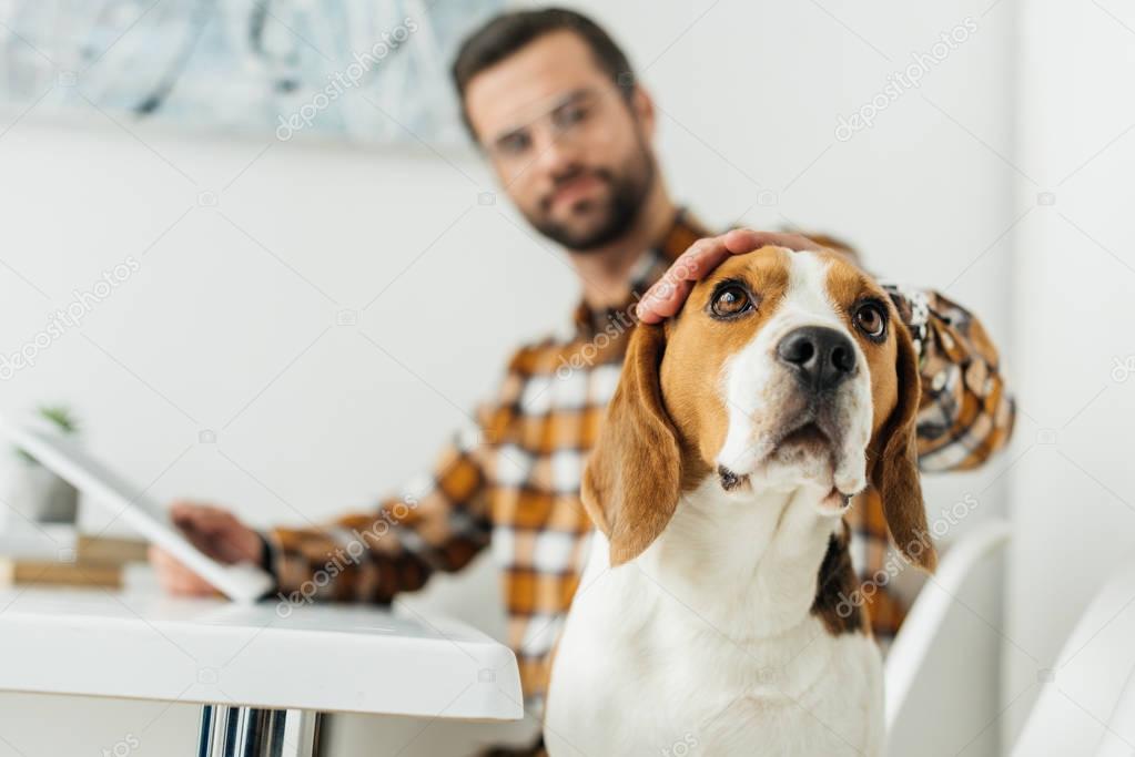 businessman with tablet palming cute beagle