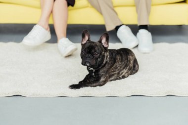 Fransız köpek onun sahipleri tarafından kattaki dinlenme