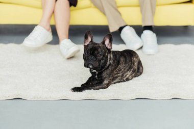 Frenchie dog resting on the floor by his owners clipart