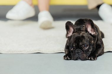 Brindle Frenchie dog lying on the floor by his owners clipart