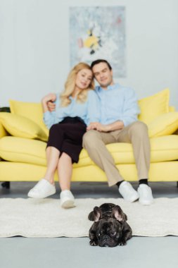Brindle Frenchie dog lying on floor by his owners sitting on sofa clipart