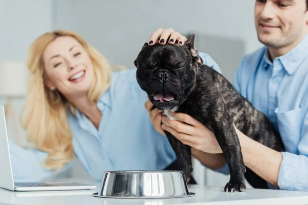 Bulldog. — Stok fotoğraf