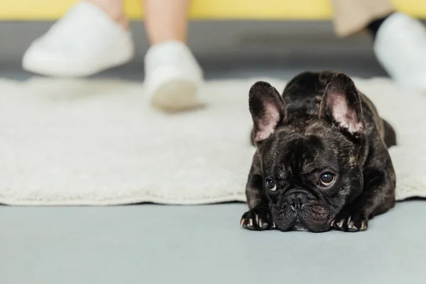 Brindle Frenchie Hund Liggande Golvet Hans Ägare — Stockfoto