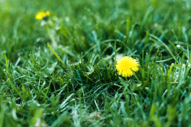 Yellow blooming dandelions on spring meadow clipart