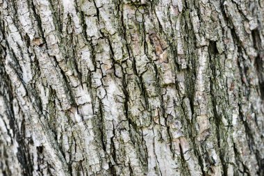 Texture of rough tree trunk bark clipart