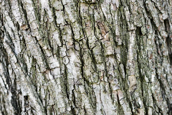 Textuur Van Ruwe Boomschors Kofferbak — Stockfoto