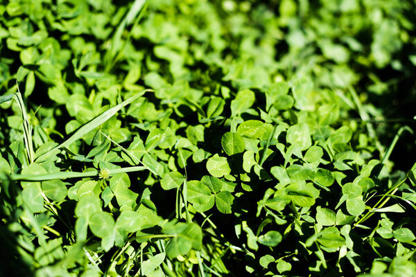 Green clover leaves on summer meadow