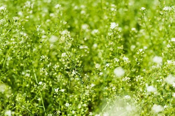 Wild White Flowers Summer Lawn — Stock Photo, Image