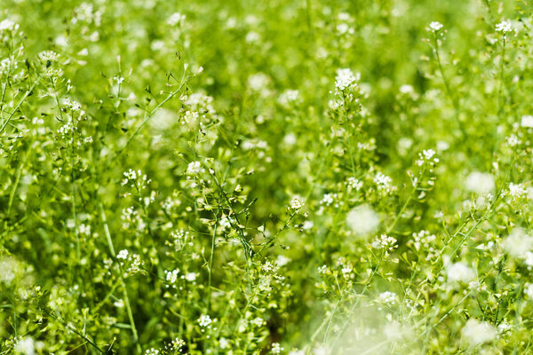 Wild white flowers on summer lawn