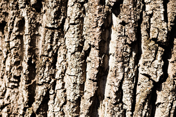 Rough brown tree bark texture 