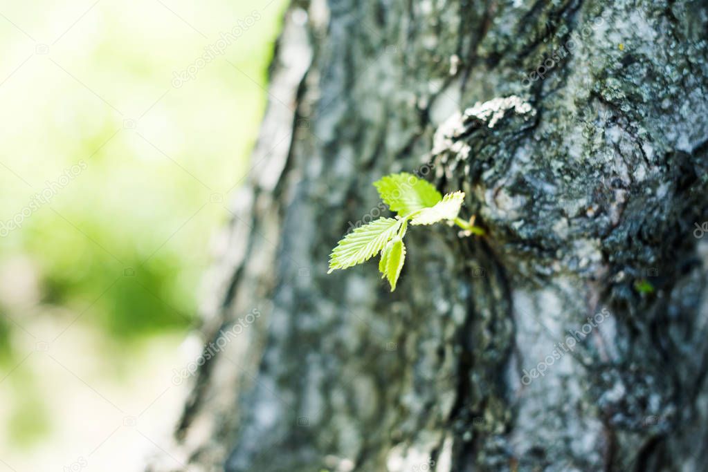 Young green leaves on tree trunk