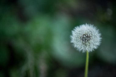 close up view of tender dandelion with blurred background clipart