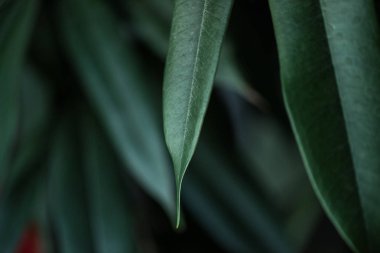 close up view of plant with long green leaves backdrop clipart