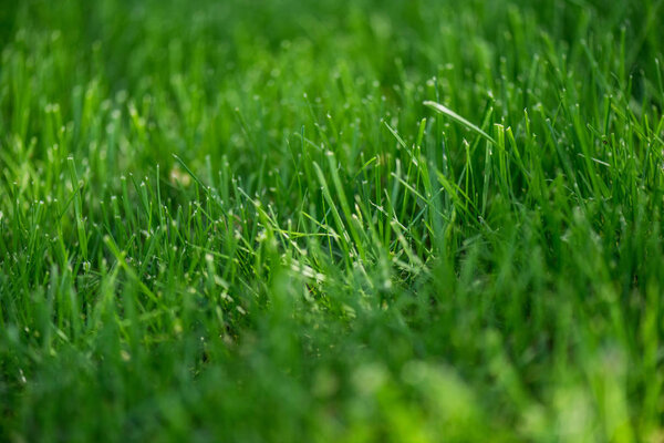full frame of empty green grass background