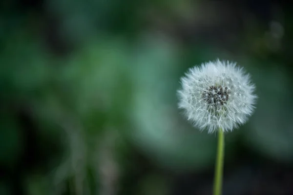 Vue Rapprochée Pissenlit Tendre Avec Fond Flou — Photo