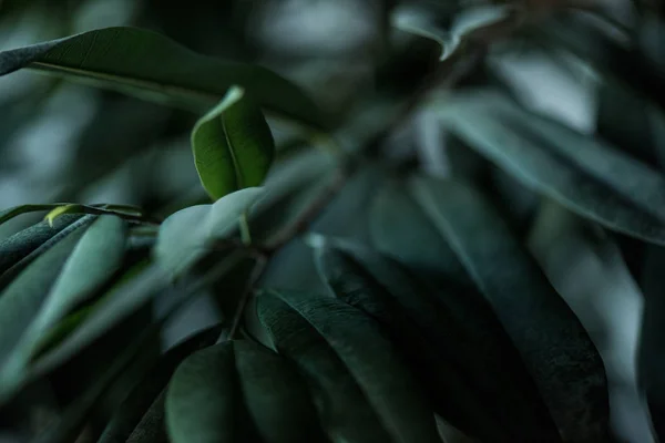 Закрытый Вид Растение Длинными Зелеными Листьями — стоковое фото