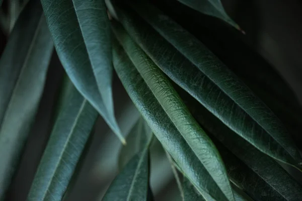 Vue Rapprochée Plante Avec Longues Feuilles Vertes Toile Fond — Photo