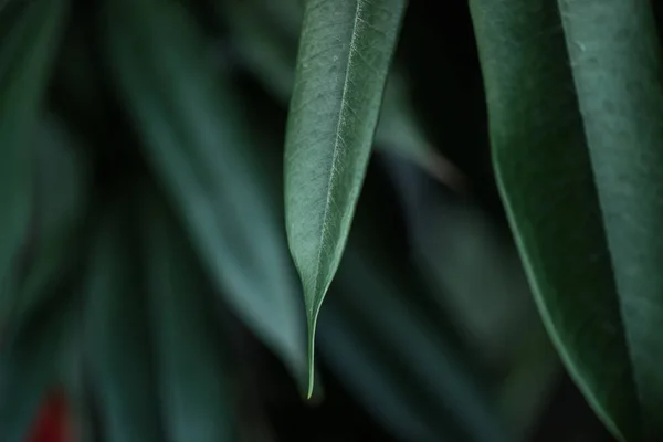 Nahaufnahme Der Pflanze Mit Langen Grünen Blättern Hintergrund — Stockfoto