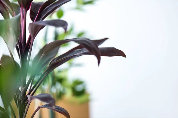 close up view of houseplant with long leaves and blurred background